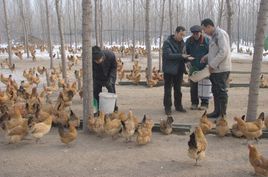 家禽养殖技术