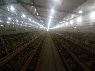 青年鸡/60日青年鸡养殖图片|青年鸡/60日青年鸡养殖产品图片由江苏裕丰禽业有限公司公司生产提供