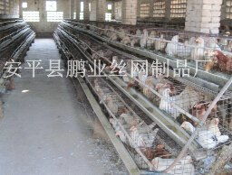 供应蛋鸡养殖笼具 安平县鹏业丝网制品厂 蛋鸡笼,肉鸡笼,鸽子笼,兔子笼,网格布 钢板网