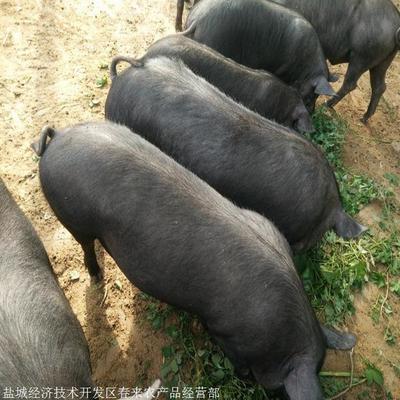 攀枝花 苏太母猪 原种太湖母猪 生态小母猪价格 春来禽业