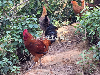 昆明价位合理的云南土鸡·厂家直销_红河云南鸡苗图片|昆明价位合理的云南土鸡·厂家直销_红河云南鸡苗产品图片由云南旺旺生态禽业养殖公司生产提供-